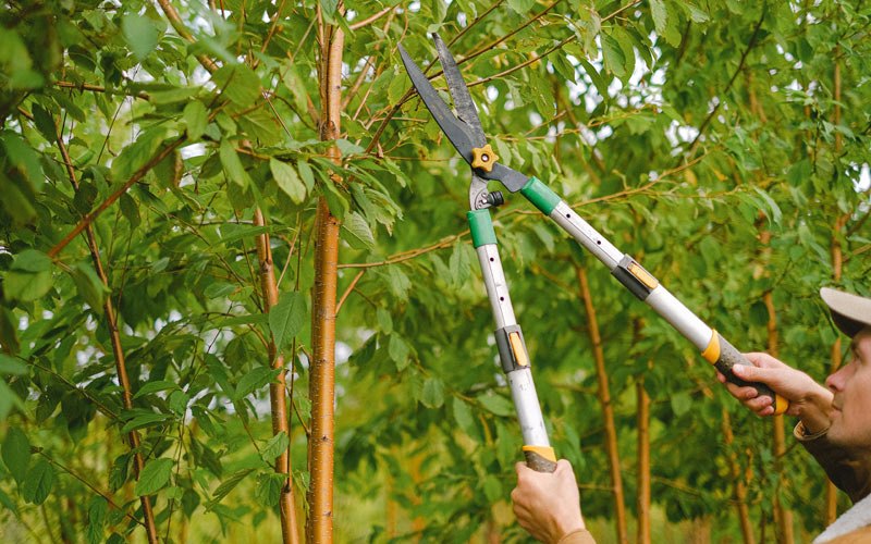 Tree trimming in Waverly, IA